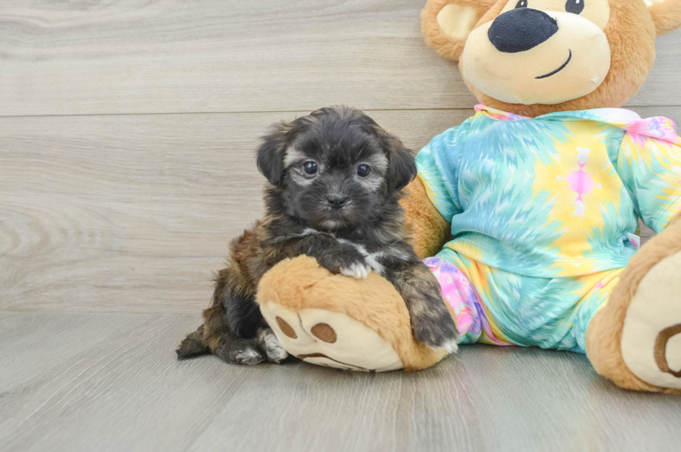 5 week old Shih Poo Puppy For Sale - Lone Star Pups
