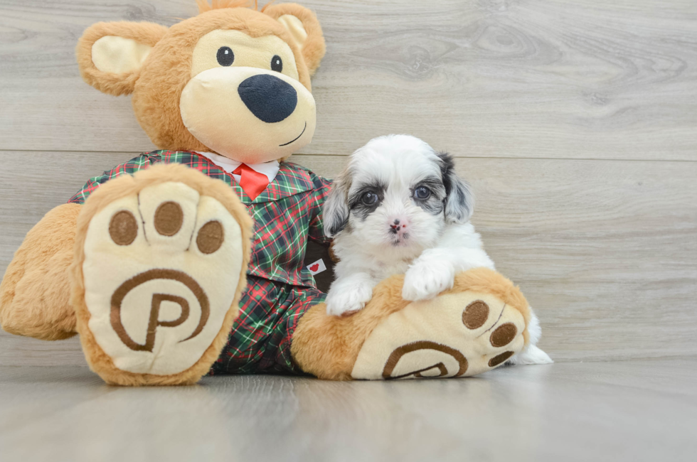 6 week old Shih Poo Puppy For Sale - Lone Star Pups