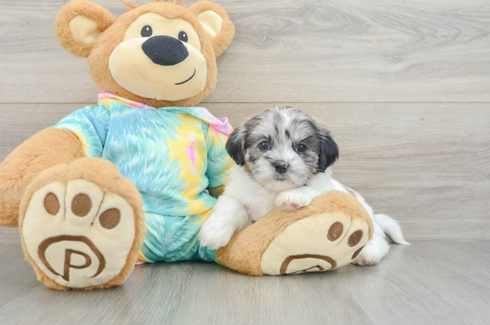 5 week old Shih Poo Puppy For Sale - Lone Star Pups