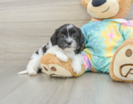 6 week old Shih Poo Puppy For Sale - Lone Star Pups
