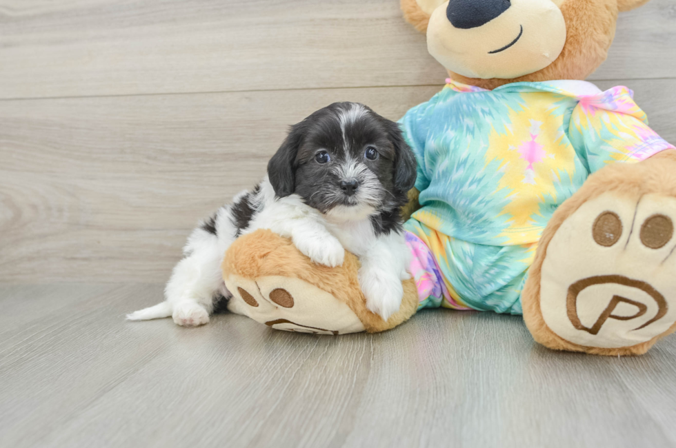 5 week old Shih Poo Puppy For Sale - Lone Star Pups