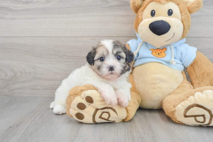 Happy Shih Poo Baby