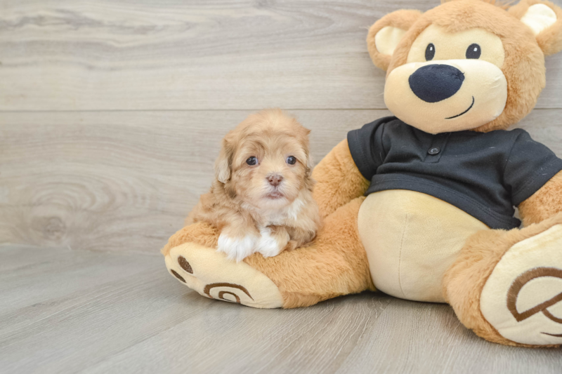 Meet Galaxy - our Shih Poo Puppy Photo 1/3 - Lone Star Pups