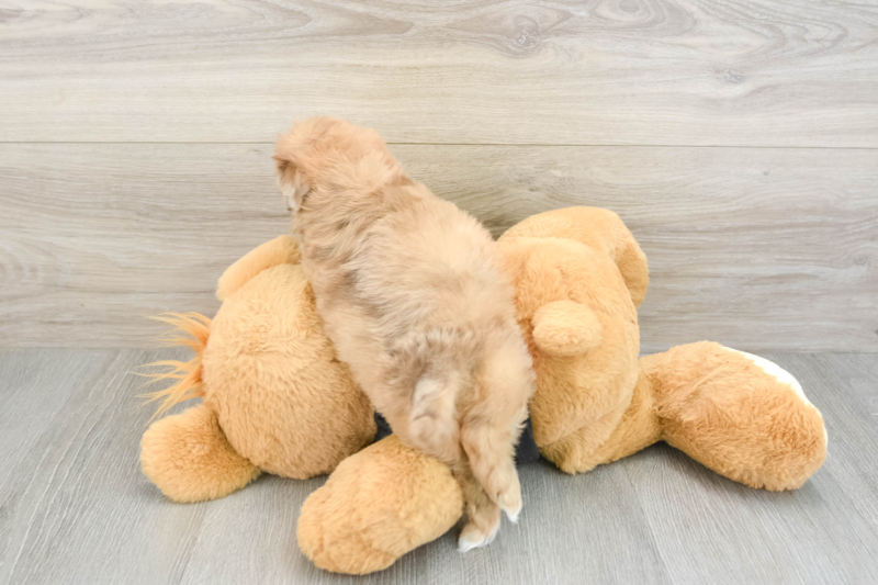 Meet Galaxy - our Shih Poo Puppy Photo 2/3 - Lone Star Pups