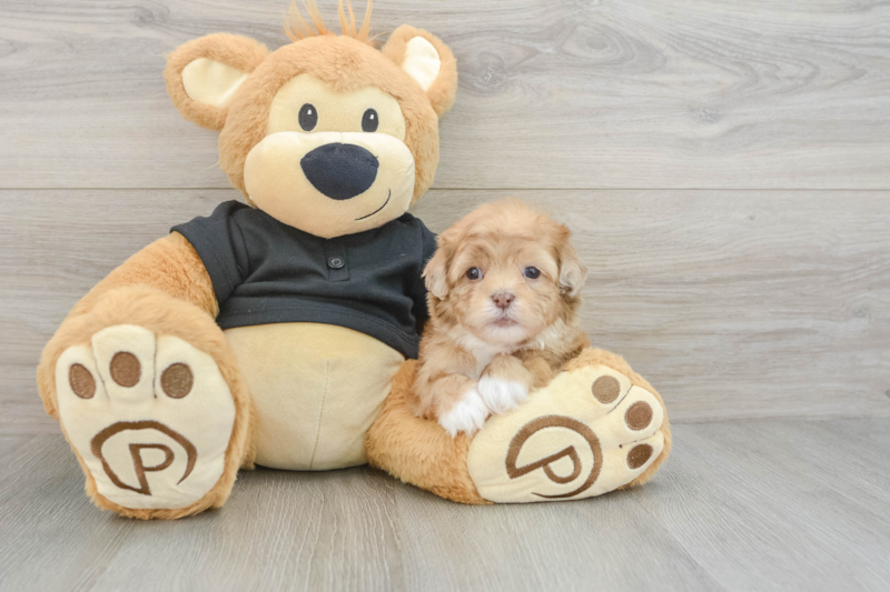 Meet Galaxy - our Shih Poo Puppy Photo 3/3 - Lone Star Pups