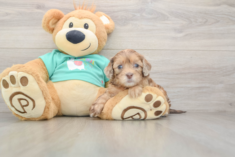 Popular Shih Poo Poodle Mix Pup
