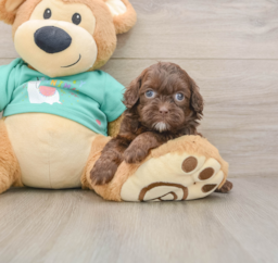 8 week old Shih Poo Puppy For Sale - Lone Star Pups