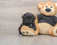 5 week old Shih Poo Puppy For Sale - Lone Star Pups