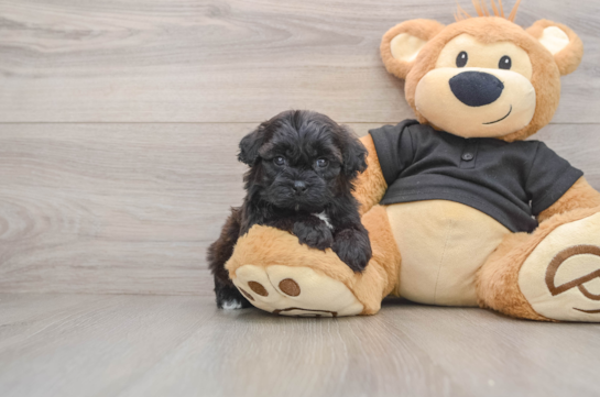 Energetic Shih Poo Poodle Mix Puppy