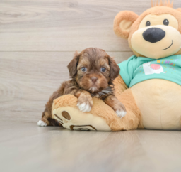 8 week old Shih Poo Puppy For Sale - Lone Star Pups