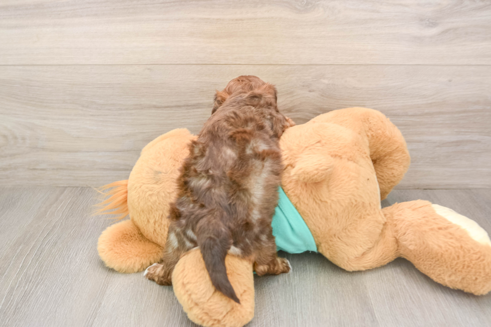 Small Shih Poo Baby