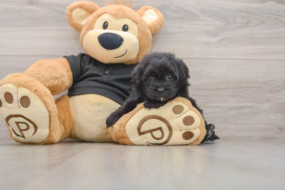 Smart Shih Poo Poodle Mix Pup