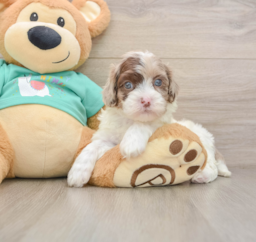 7 week old Shih Poo Puppy For Sale - Lone Star Pups