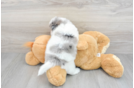 Best Shih Poo Baby