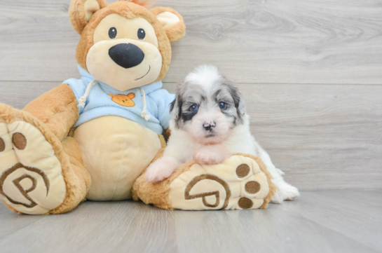 Best Shih Poo Baby