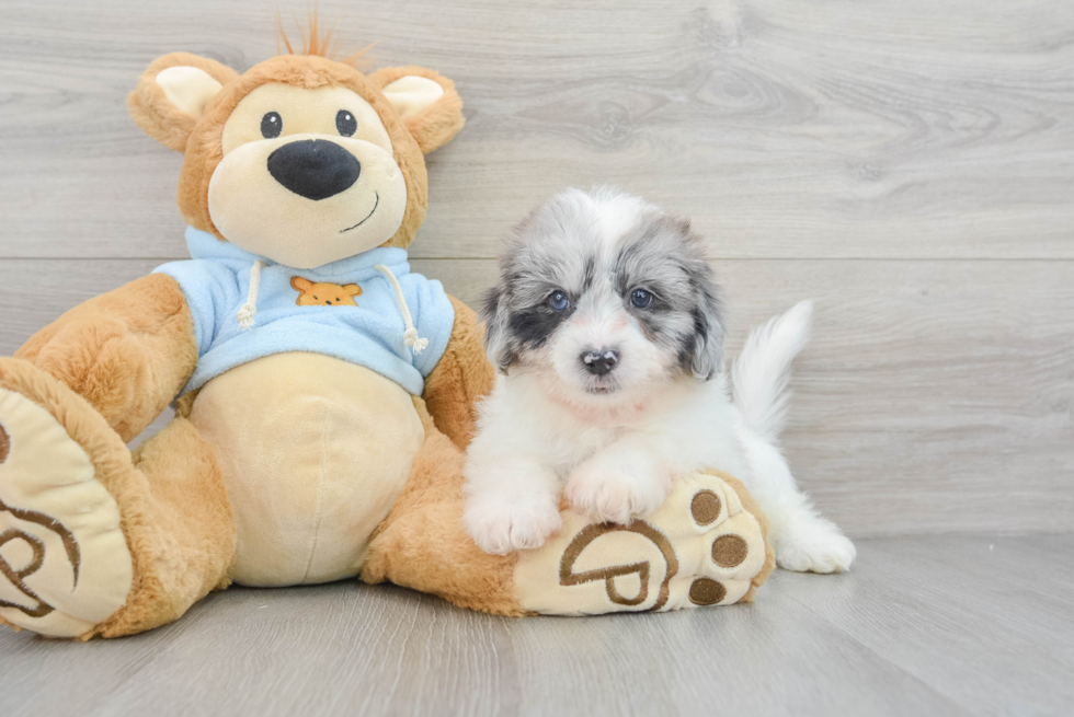 Friendly Shih Poo Baby
