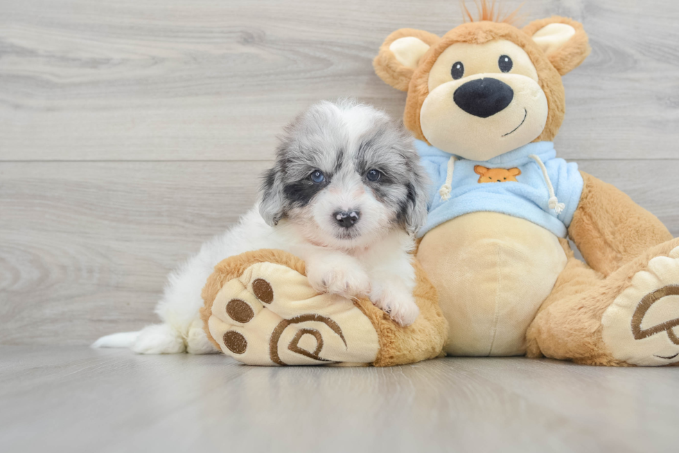 Best Shih Poo Baby