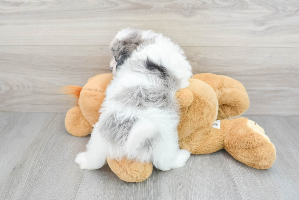 Shih Poo Pup Being Cute