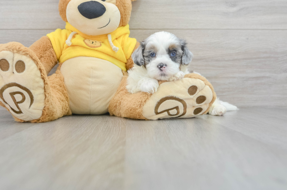 8 week old Shih Poo Puppy For Sale - Lone Star Pups