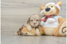 Shih Poo Pup Being Cute