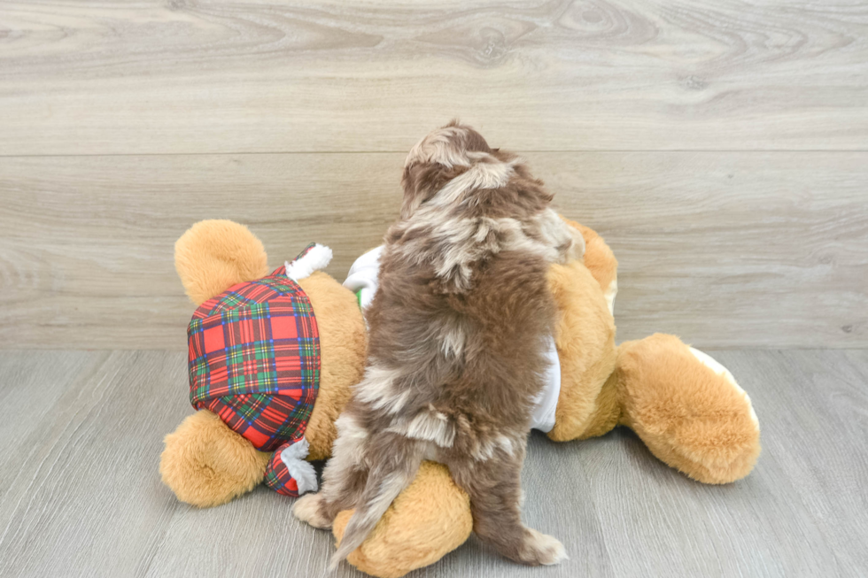 Fluffy Shih Poo Poodle Mix Pup