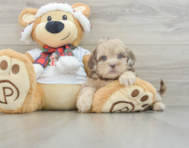 6 week old Shih Poo Puppy For Sale - Lone Star Pups