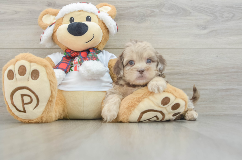 6 week old Shih Poo Puppy For Sale - Lone Star Pups