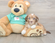 8 week old Shih Poo Puppy For Sale - Lone Star Pups