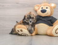 5 week old Shih Poo Puppy For Sale - Lone Star Pups