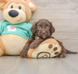 7 week old Shih Poo Puppy For Sale - Lone Star Pups