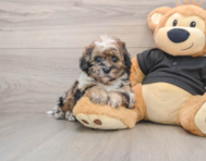 5 week old Shih Poo Puppy For Sale - Lone Star Pups