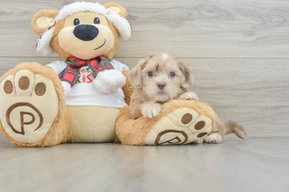 6 week old Shih Poo Puppy For Sale - Lone Star Pups