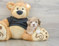 6 week old Shih Poo Puppy For Sale - Lone Star Pups