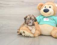 8 week old Shih Poo Puppy For Sale - Lone Star Pups