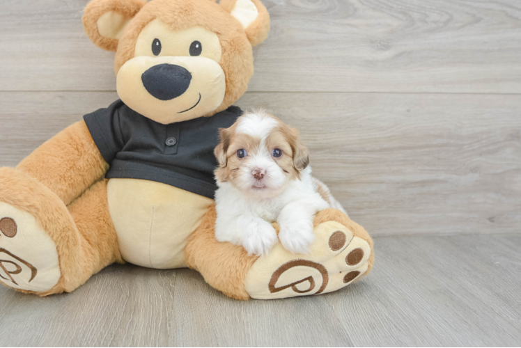 Hypoallergenic Shihpoo Poodle Mix Puppy