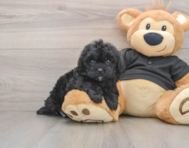 5 week old Shih Poo Puppy For Sale - Lone Star Pups