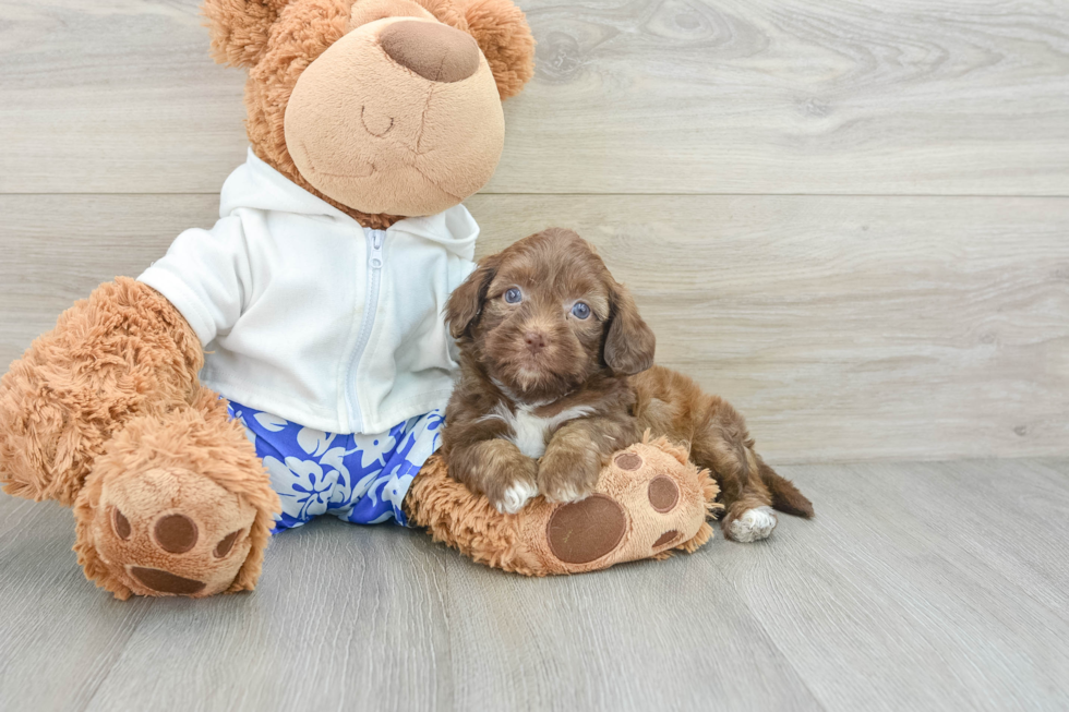 Adorable Shihpoo Poodle Mix Puppy