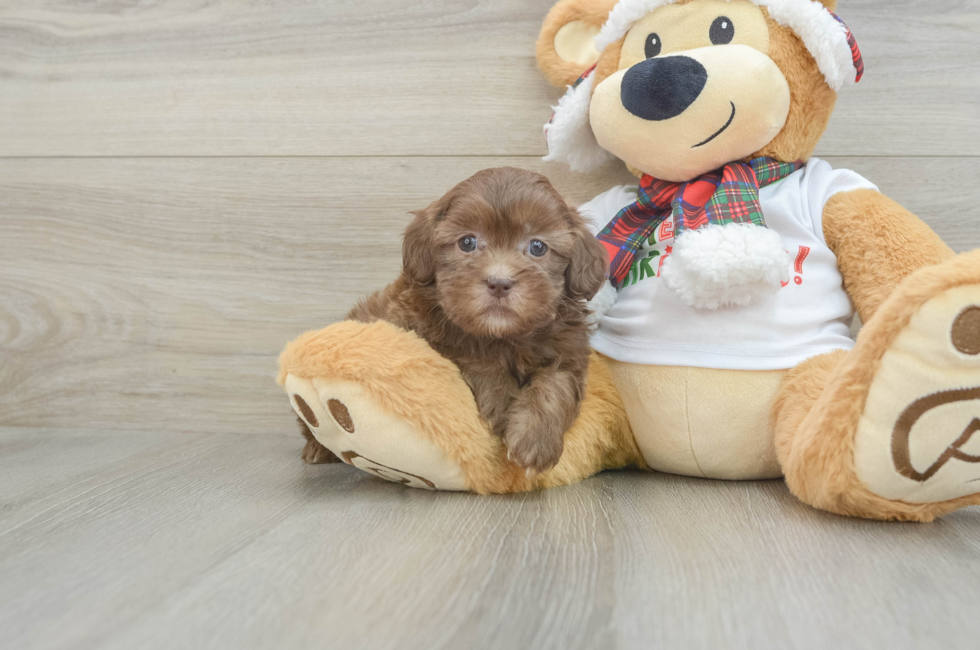 6 week old Shih Poo Puppy For Sale - Lone Star Pups