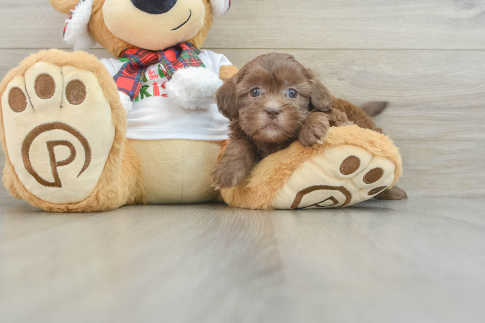 Petite Shih Poo Poodle Mix Pup