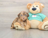 8 week old Shih Poo Puppy For Sale - Lone Star Pups