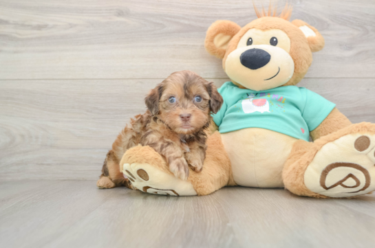 Smart Shih Poo Poodle Mix Pup