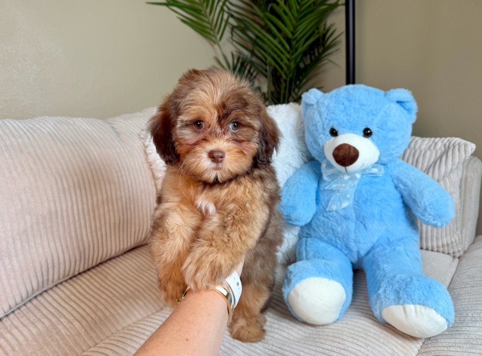 Cute Shih Poo Poodle Mix Puppy