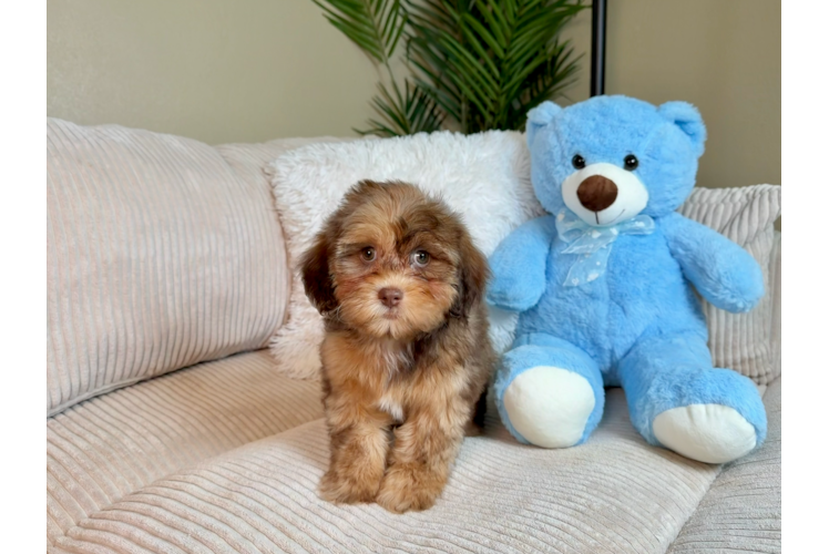 Cute Shih Poo Poodle Mix Pup