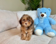 9 week old Shih Poo Puppy For Sale - Lone Star Pups