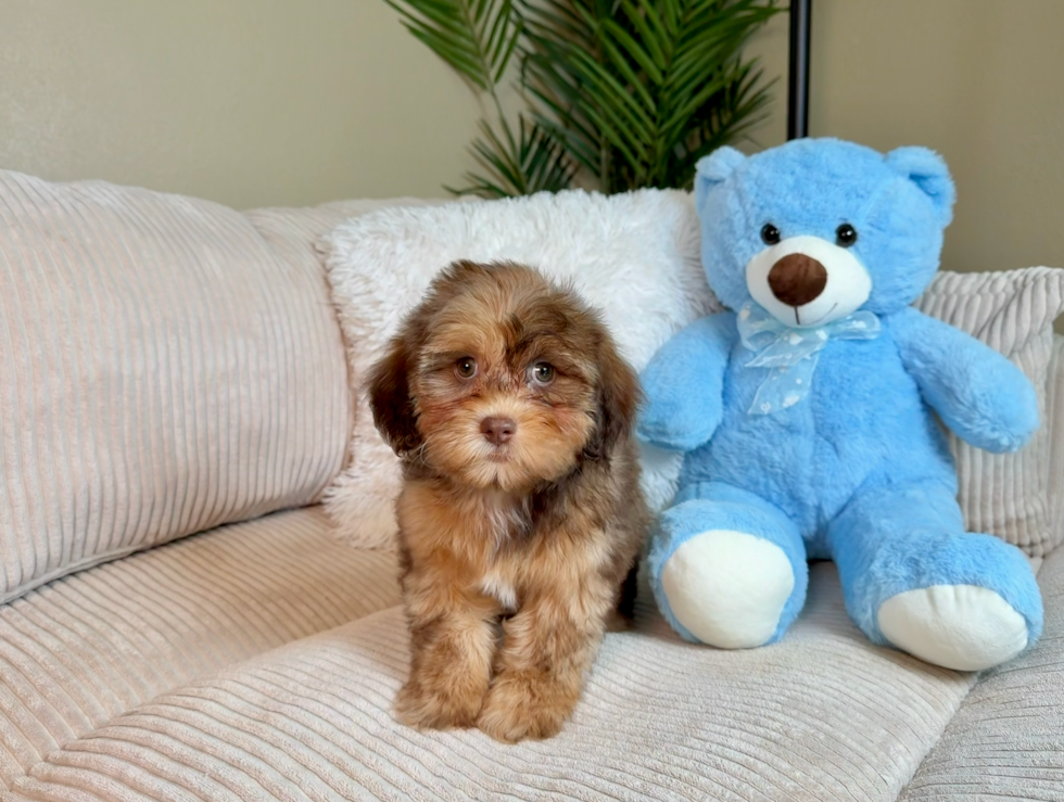 Cute Shih Poo Poodle Mix Pup