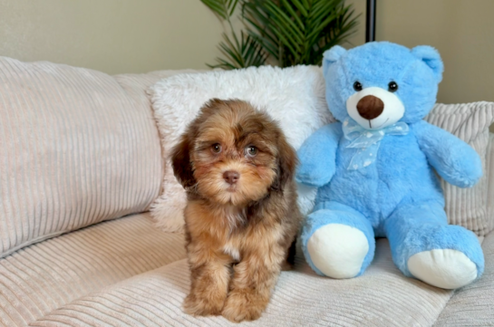 Cute Shih Poo Poodle Mix Pup