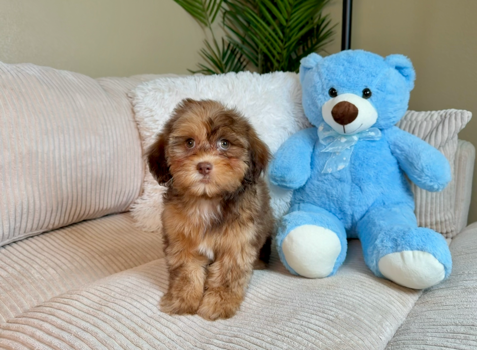 Cute Shih Poo Baby