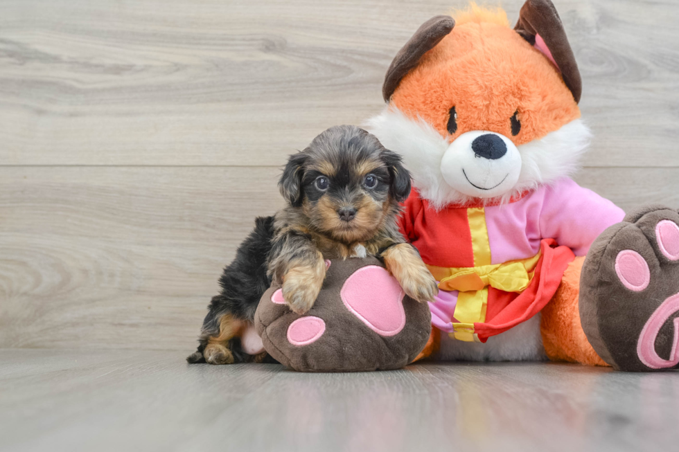 Shih Poo Pup Being Cute