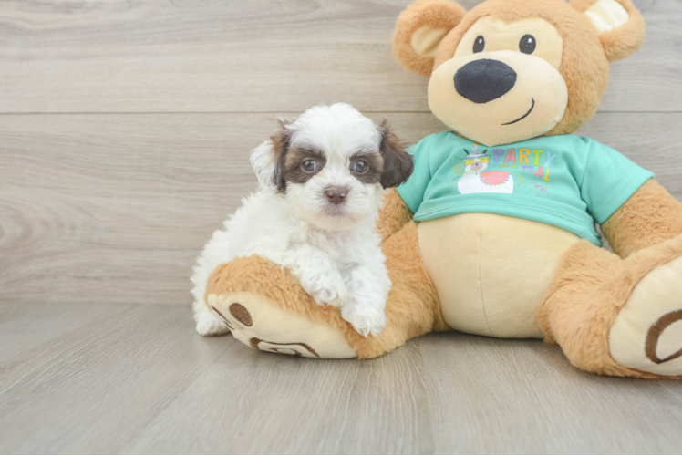 Shih Poo Pup Being Cute
