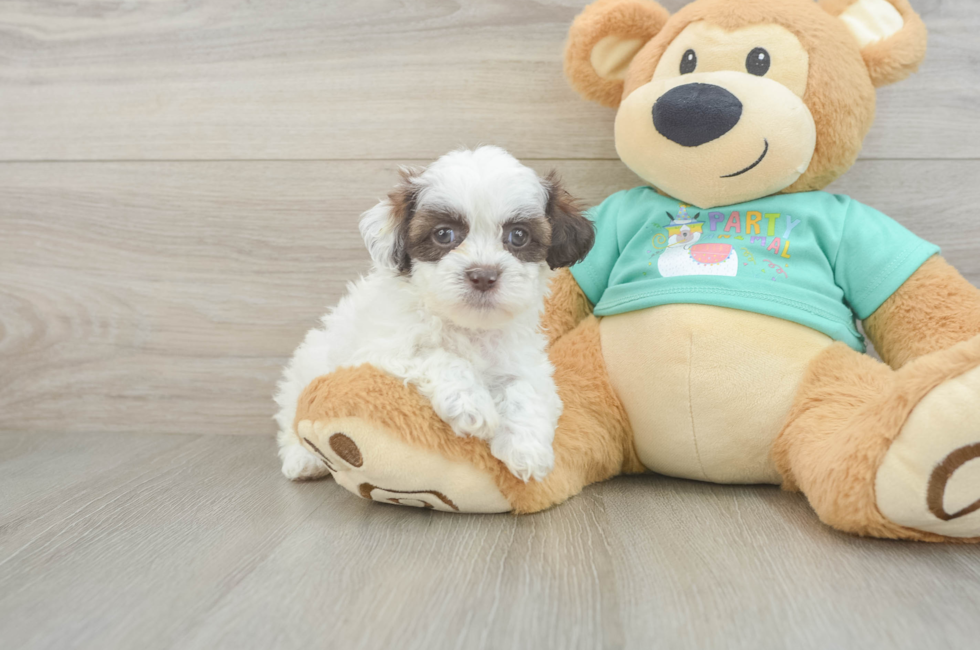 5 week old Shih Poo Puppy For Sale - Lone Star Pups